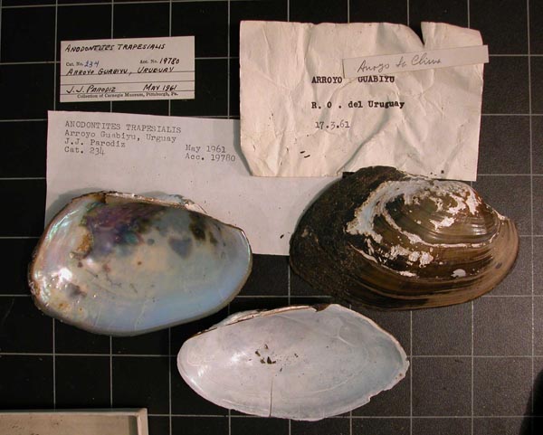 specimen