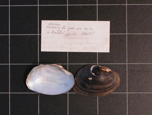 specimen