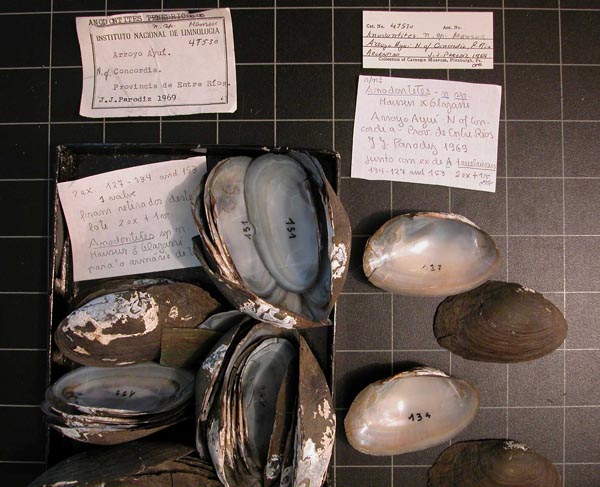 specimen