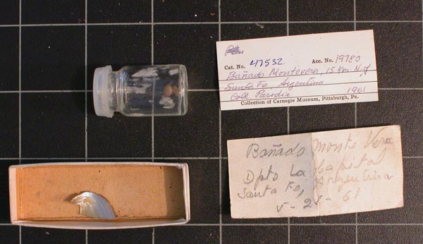 specimen