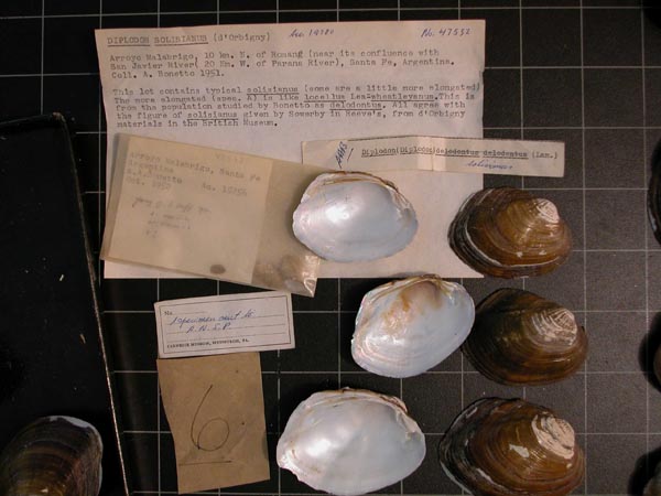 specimen
