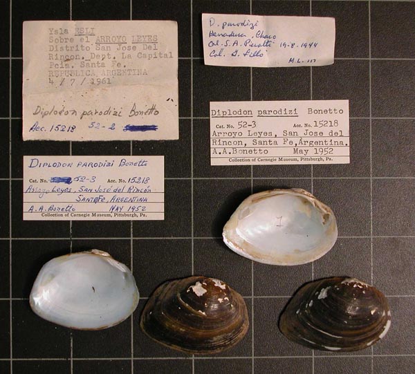 specimen