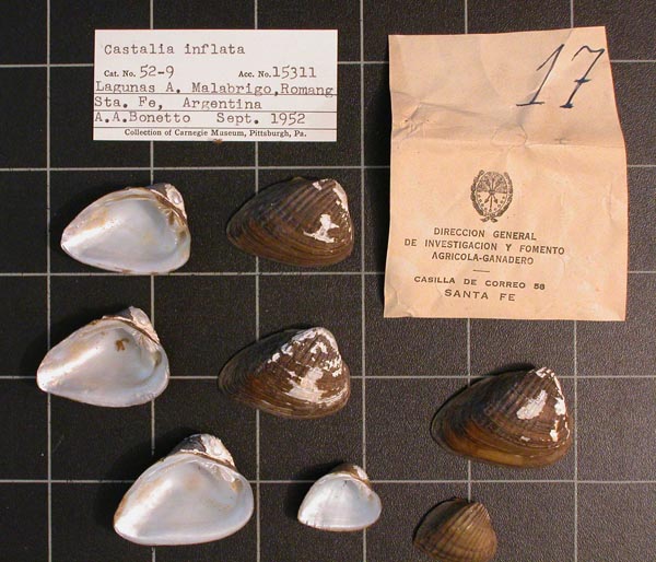 specimen