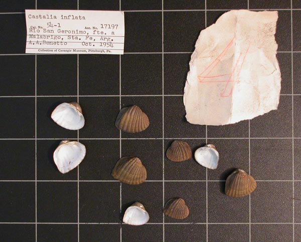specimen