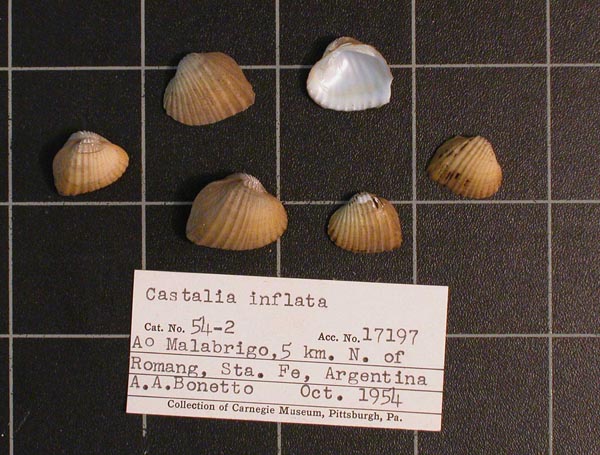 specimen