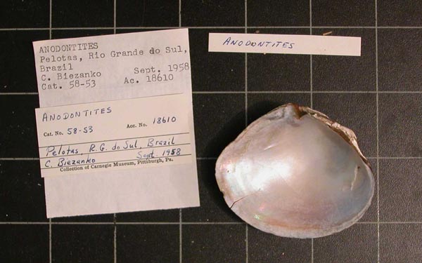 specimen