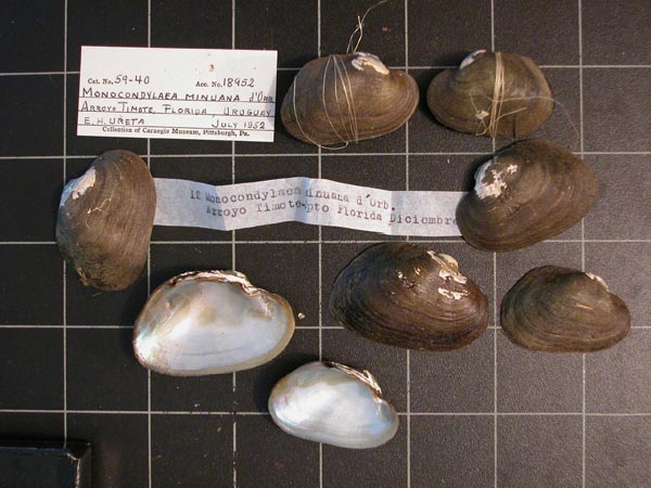 specimen