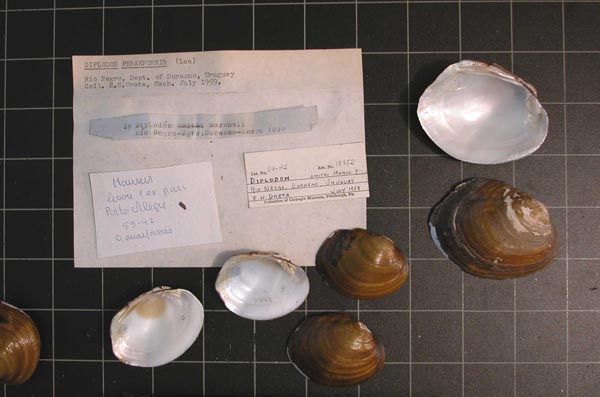 specimen