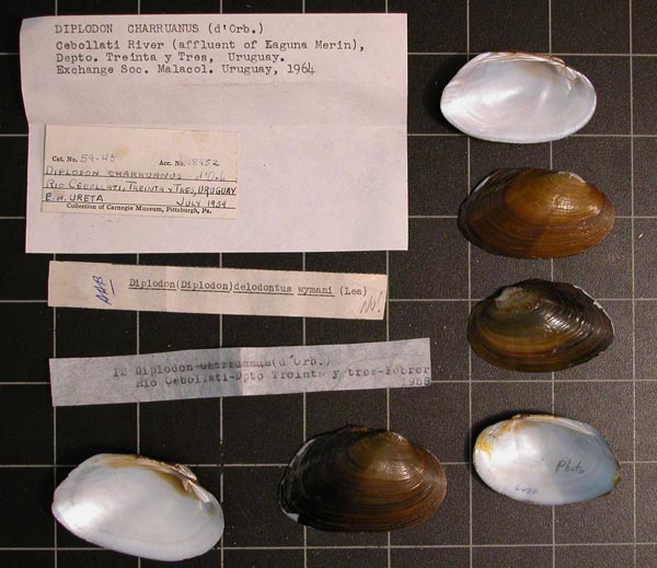 specimen