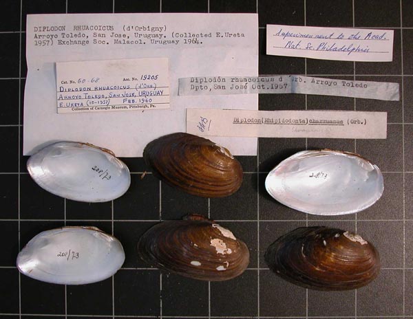 specimen