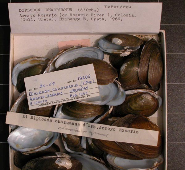 specimen