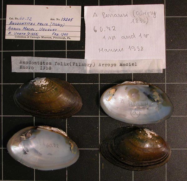 specimen