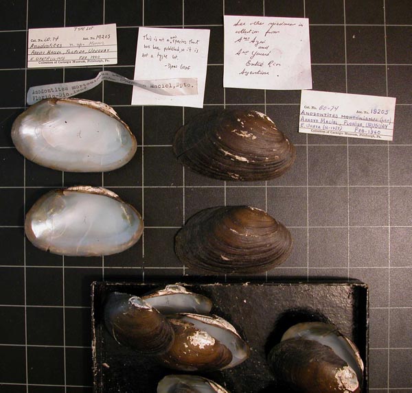 specimen