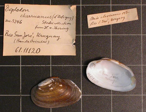 specimen