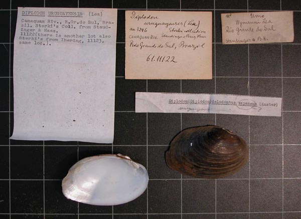 specimen