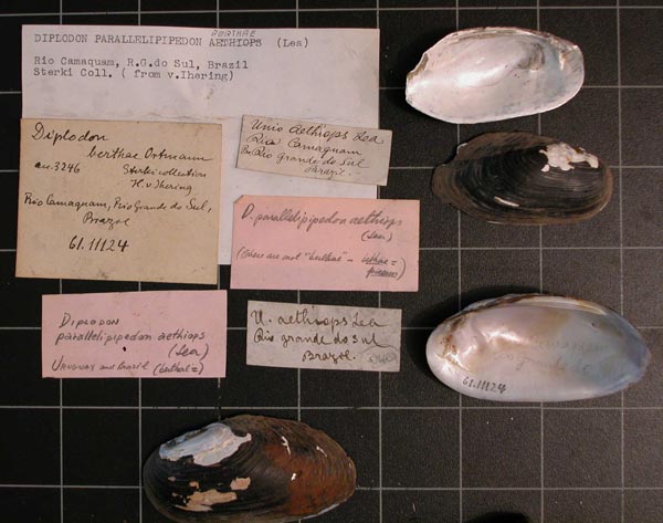 image of lot CM_61.11124 image of lot CM_61.11124