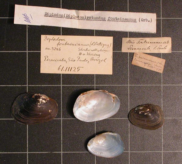 specimen