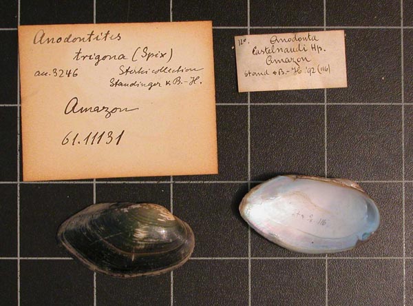 specimen