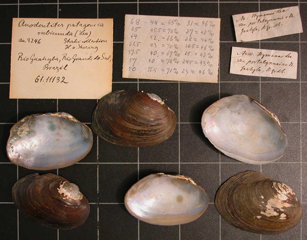 specimen