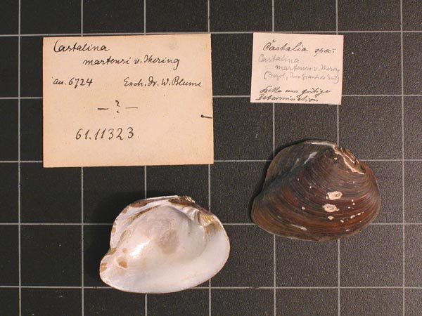 specimen