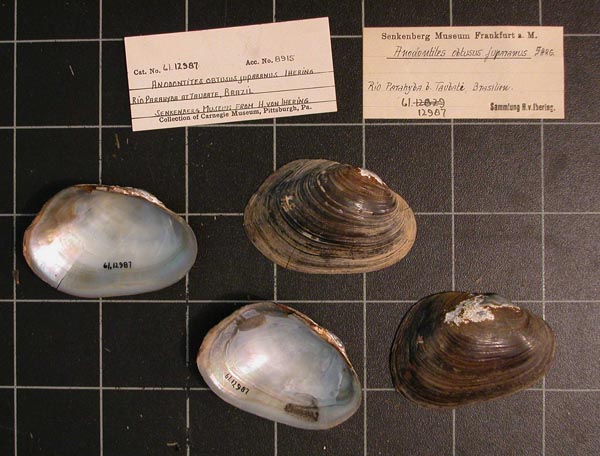 image of lot CM_61.12907 image of lot CM_61.12907