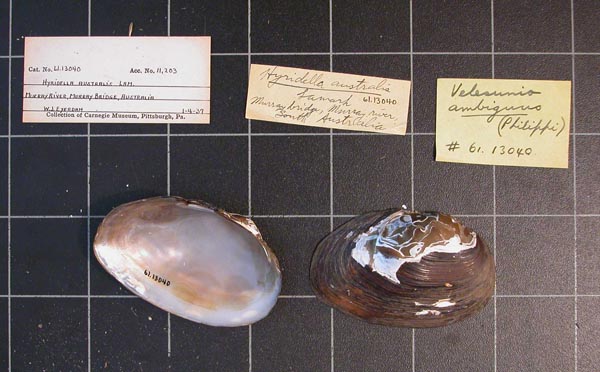 specimen