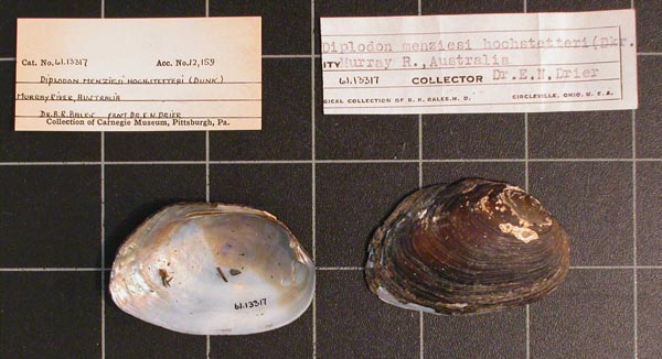 specimen