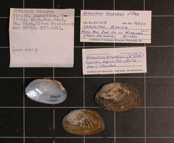specimen