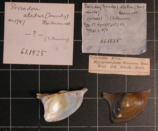 specimen