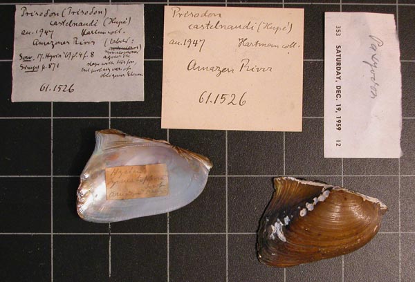specimen