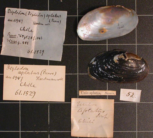 specimen