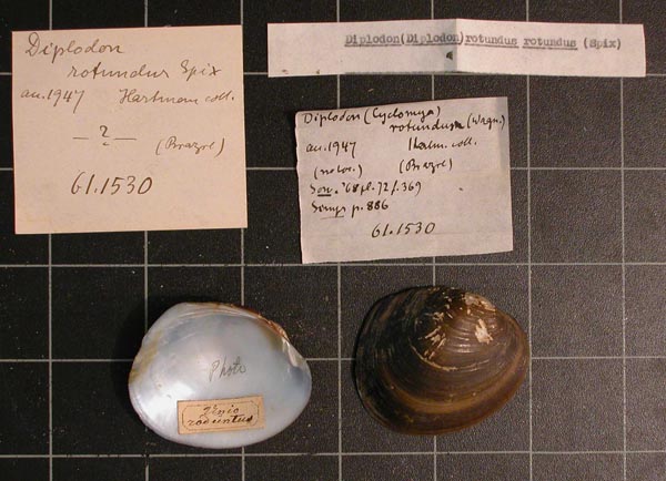 specimen