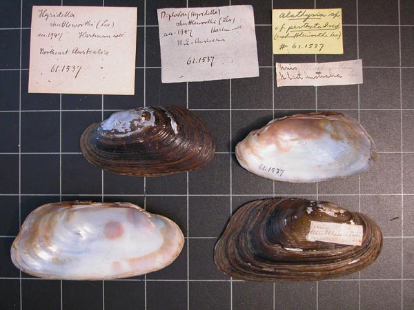 specimen