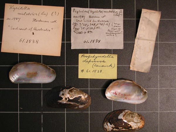 specimen