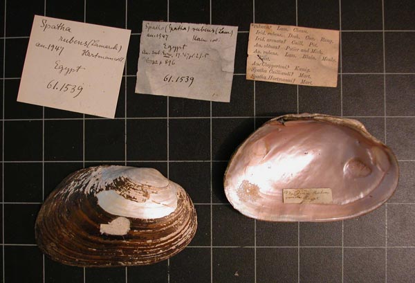 specimen