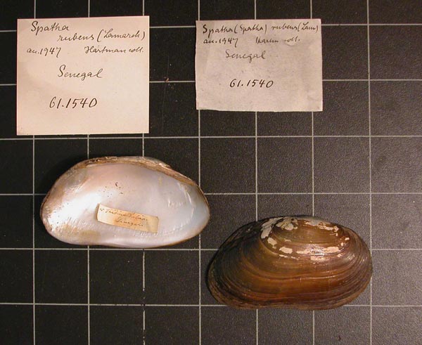 specimen