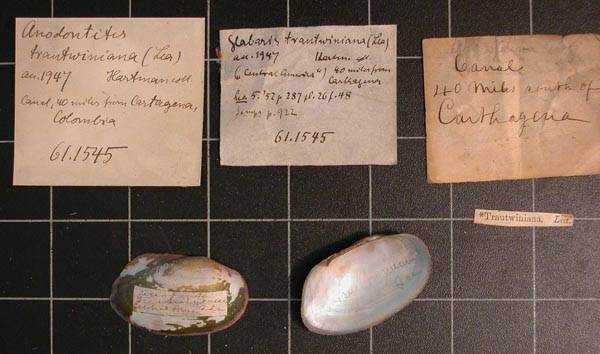 specimen