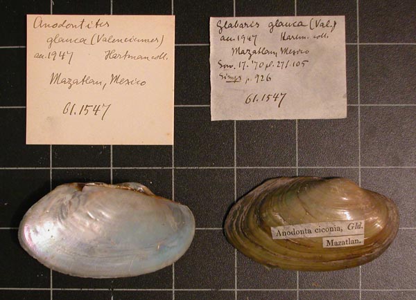 specimen