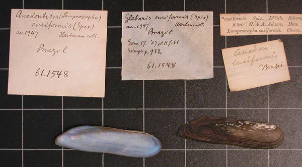 specimen
