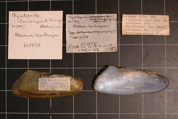 specimen