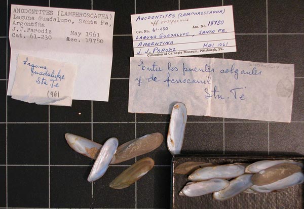 specimen