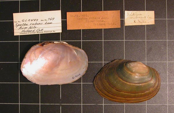 specimen