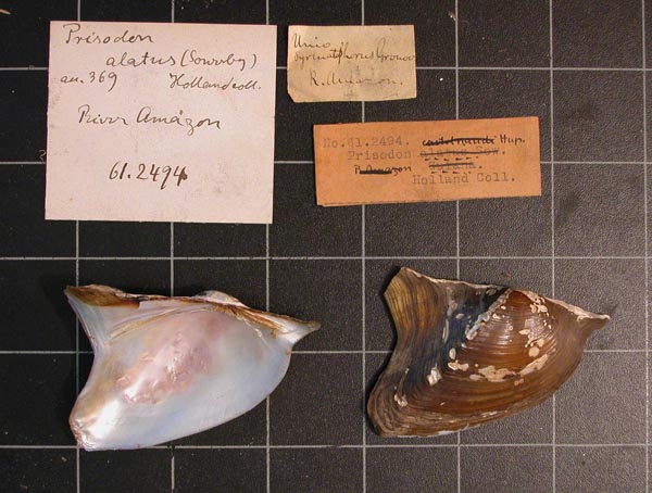 specimen