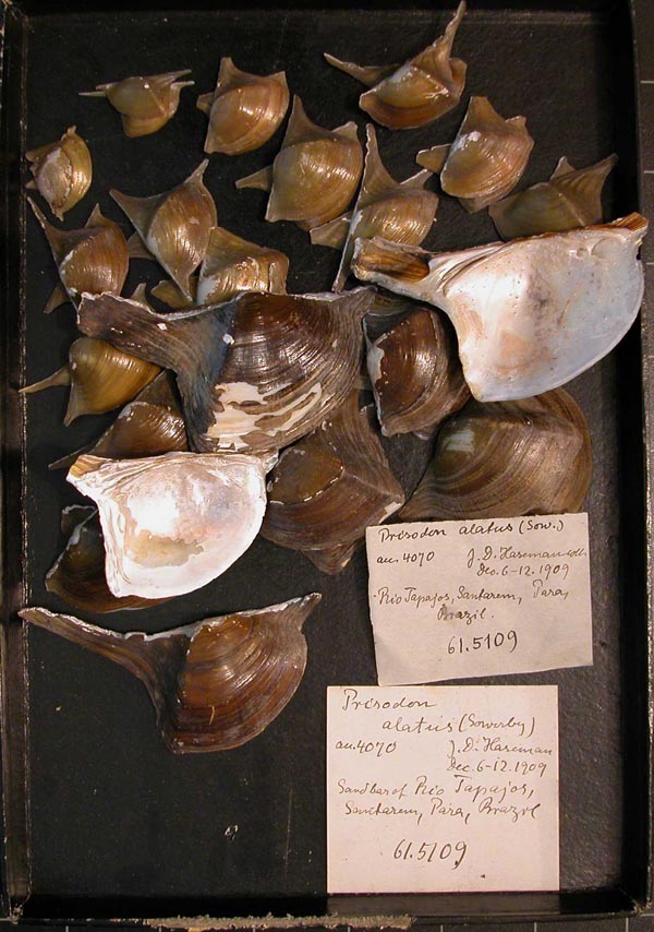 specimen