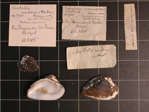 specimen