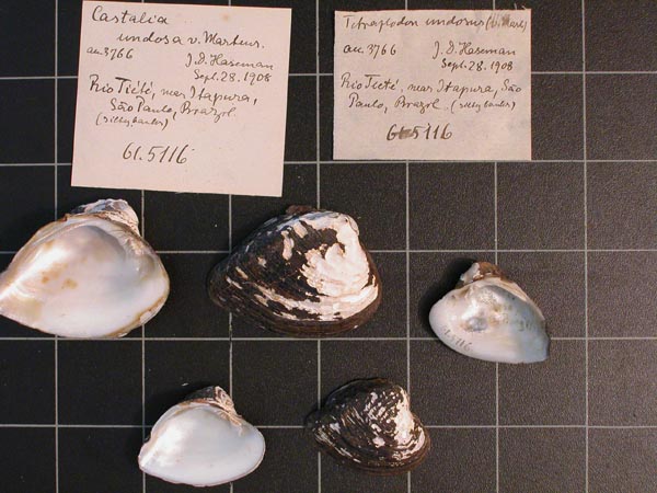 specimen