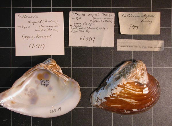 specimen