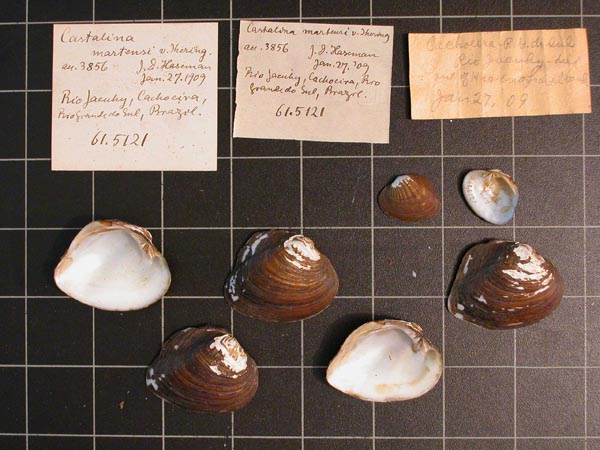 specimen