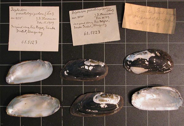specimen