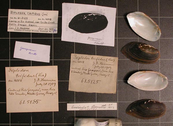 specimen